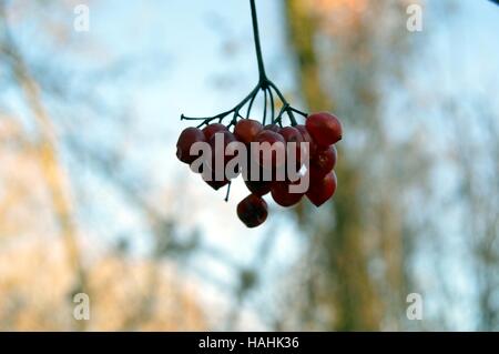 Haufen von kleinen roten Beeren auf einem unscharfen Hintergrund Stockfoto