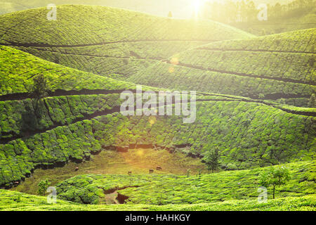 Tee-Plantagen Stockfoto