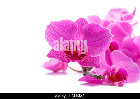 rosa gestreifte Phalaenopsis Orchidee Stockfoto