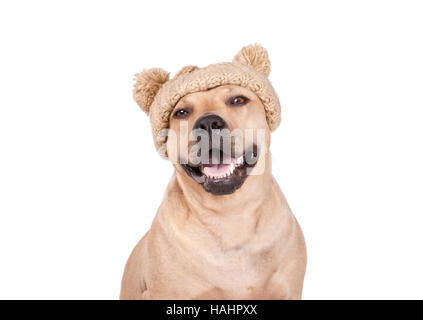 American Pitbull Terrier Hund lächelnd und gestrickter Hut Stockfoto