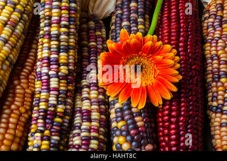 Gänseblümchen auf Mais Stockfoto