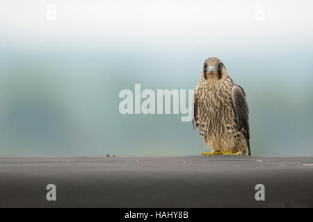 Duck Hawk / Wanderfalke (Falco Peregrinus), junge Greifvogel, sitzen am Rande eines Daches auf einem Industriegebäude, Tierwelt. Stockfoto