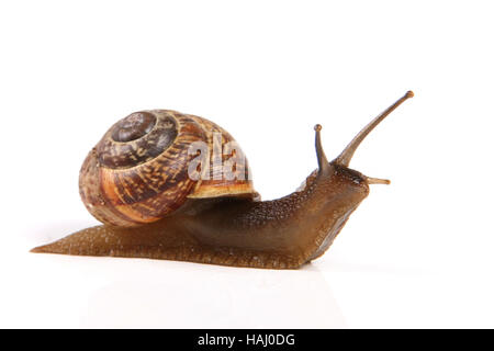 Schnecke, isoliert auf weiss Stockfoto