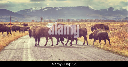 Retro getönten Herde Bisons (Bison Bison) Kreuzung Straße im Grand Teton National Park bei Sonnenaufgang, Wyoming, USA. Stockfoto