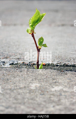 Baum wächst durch Riss im Asphalt Stockfoto