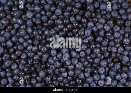 Heidelbeeren-Hintergrund Stockfoto