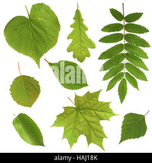 grüne Blätter, die isoliert auf weißem Hintergrund Stockfoto