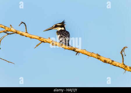 Vogel pied Kingfisher Arten Nahaufnahme Foto Sommer Nachmittag Feuchtgebiete Ast Baum Stockfoto