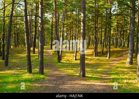 Kiefernwald mit Sonne durch die Bäume Stockfoto