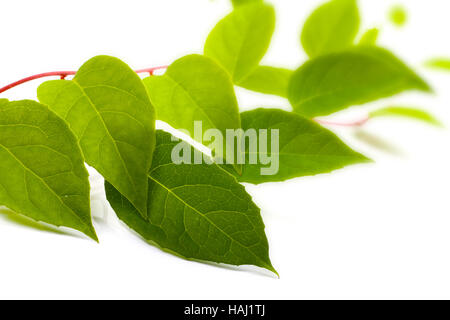grüne Liane Pflanze isoliert auf weißem Hintergrund Stockfoto