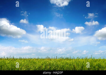field of green fresh grass under blue sky Stockfoto