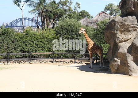 Taronga Zoo Sydney, Giraffe, Stadt im Hintergrund Stockfoto