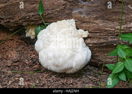 Löwen Mähne Pilz Stockfoto