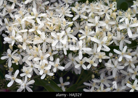 Lederfarn Clematis (Clematis terniflora) Stockfoto