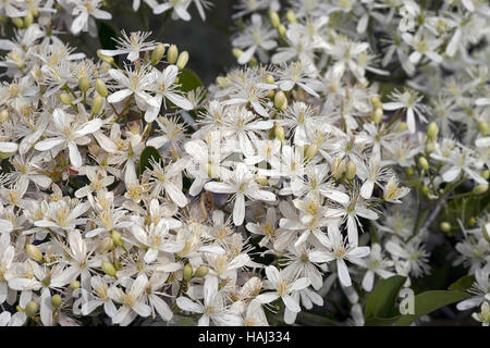 Lederfarn Clematis (Clematis terniflora) Stockfoto