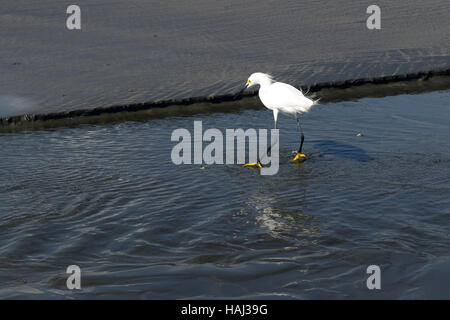 Snowy Silberreiher (Egretta unaufger) Angeln in einem kleinen Wasserstrom Stockfoto