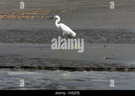 Snowy Silberreiher (Egretta unaufger) zu Fuß am Strand Stockfoto