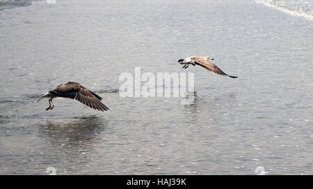 Luftrennen von zwei Seetang Möwen (Larus Dominicanus) über Meereswellen, scheinen eine kopflose sein Stockfoto