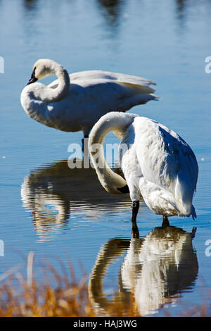 Trumpeter Schwäne (Cygnus Buccinator), größte einheimische nordamerikanische Vogel, Gardners Loch, Yellowstone-Nationalpark; Wyoming; USA Stockfoto