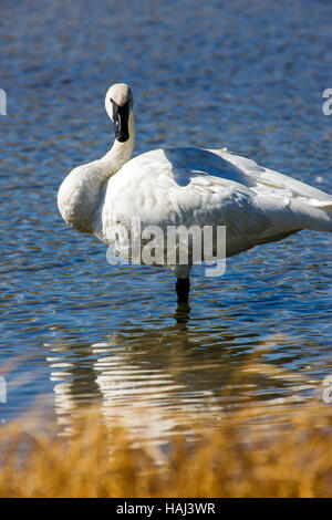 Trompeter Schwan (Cygnus Buccinator), größte einheimische nordamerikanische Vogel, Gardners Loch, Yellowstone-Nationalpark; Wyoming; USA Stockfoto