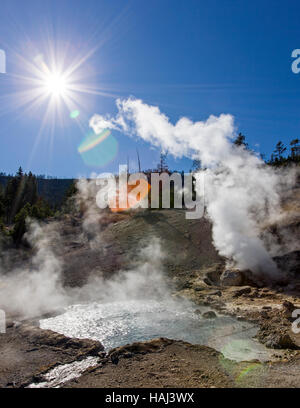 Beryl Feder zwischen Norris & Madison, Yellowstone-Nationalpark, Wyoming, USA Stockfoto