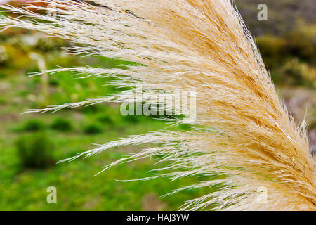 Pampasgras (Cortaderia Selloana) wächst an der Big Sur Küste, auch auf Lucia, Kalifornien, USA Stockfoto