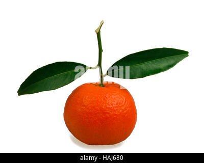Clementine Pfingstmontag Blatt isoliert auf weiss Stockfoto