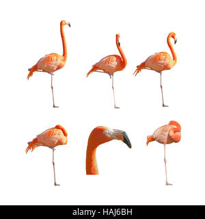 Mehr Flamingos, schlafen, ausruhen und isoliert auf weißem Hintergrund stehen. Pack von Bildern. Stockfoto