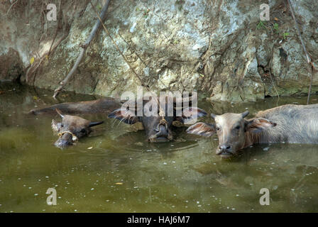 Verwenden das Wasser zum Schutz vor der Sonne und fliegen, eine Gruppe von Wasser Büffel schwelgen in einem Schlammloch auf den Philippinen. Stockfoto
