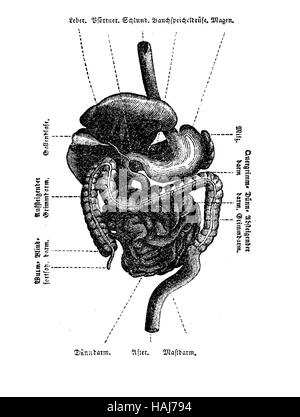 Anatomie, Unterleib Hohlraum Organe Tabelle, Gravur XIX. Jh. Stockfoto