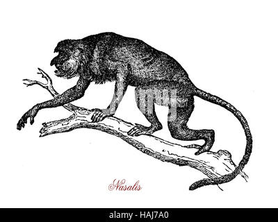 Nasenaffe oder Langnasen-Affe stammt aus der Insel Borneo, hat eine große Nase und einen Topfbauch, in der Regel lebt in Gruppe mit Dominanz Hierarchie zwischen Frauen. Stockfoto