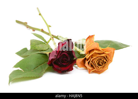 Zwei Rosenstiele mit sterbenden dunkel rot und orange Blüten mit trockenen Blüten auf weißem Hintergrund Stockfoto