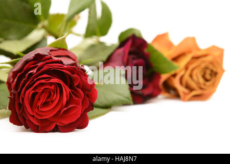 Nahaufnahme einer tiefroten Rosen Blüte mit weinrot und orange Rosen im flachen Fokus jenseits auf weißem Hintergrund Stockfoto