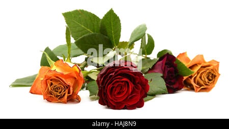 Nahaufnahme von dunklen roten rose Blume mit drei Burgunder und orange Blüten Stockfoto