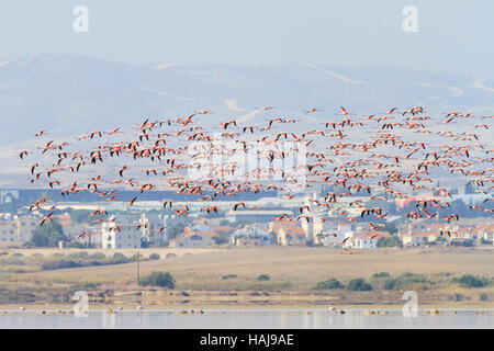 Wild flamingo Herde fliegen über dem Salzsee von Larnaca während der jährlichen Migration auf Zypern. Stockfoto