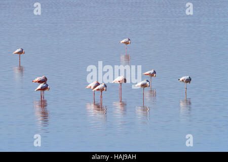 Flamingos im Wasser während der jährlichen flamingo Migration zu Salzsee von Larnaca, Zypern Stockfoto