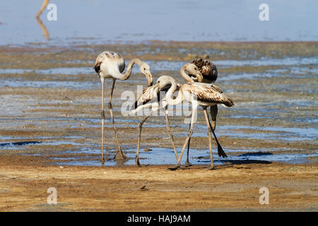 Flamingo Küken füttern im Schlamm Untiefen während ihrer jährlichen flamingo Migration zu Salzsee von Larnaca, Zypern Stockfoto