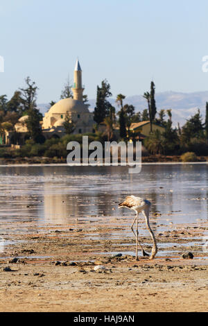 Flamingo Küken füttern im Schlamm während der jährlichen flamingo Migration zu Salzsee von Larnaca, Zypern. Im Hintergrund ist der Hala Sultan Teke Moschee. Stockfoto