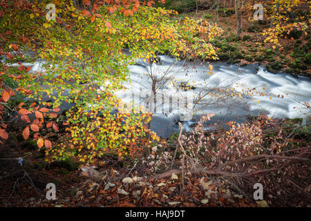 Herbstfarbe von Fluß Deveron nahe Huntly in Schottland. Stockfoto