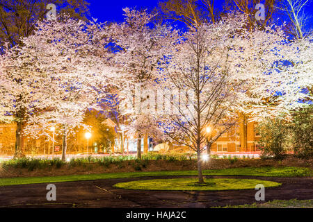 Frühling Kirschblüten Laub in der Nacht in Athens, GA, USA. Stockfoto