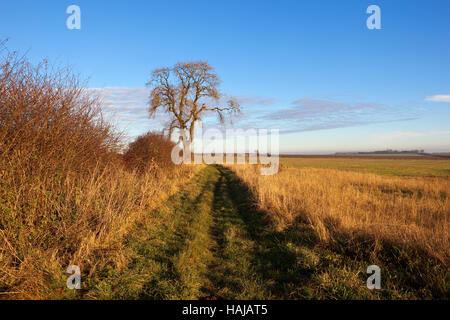 Englische Landschaft mit einem bewölkten Himmel über Weißdorn-Hecken und eine Esche mit einem Stoppelfeld an einem schönen Herbstabend. Stockfoto