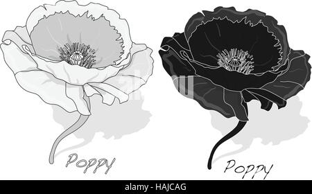 Mohnblume isoliert auf weißem Hintergrund, Vektor-Illustration. Stock Vektor