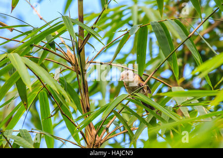 weiß mit Kapuze Babbler Vogel (Gampsorhynchus Rufulus) im Wald Stockfoto