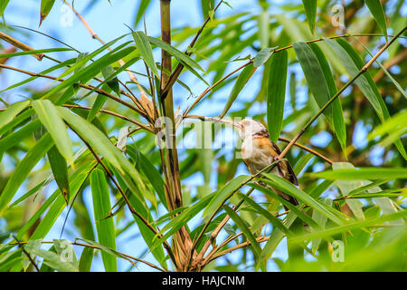 weiß mit Kapuze Babbler Vogel (Gampsorhynchus Rufulus) im Wald Stockfoto