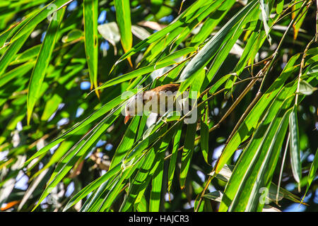 weiß mit Kapuze Babbler Vogel (Gampsorhynchus Rufulus) im Wald Stockfoto