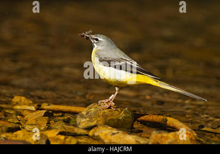 Graue Bachstelze mit Insekten, jungen zu füttern Stockfoto