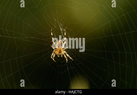 Gartenkreuzspinne sitzt in einem Netz Stockfoto