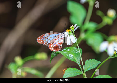 Schmetterling auf Blatt in einem Wald Stockfoto