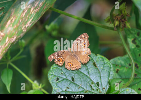 Schmetterling auf Blatt in einem Wald Stockfoto