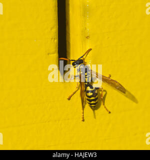 Polistes Dominula, französische Wespe (Polistes Dominula), Tirol, Österreich Stockfoto